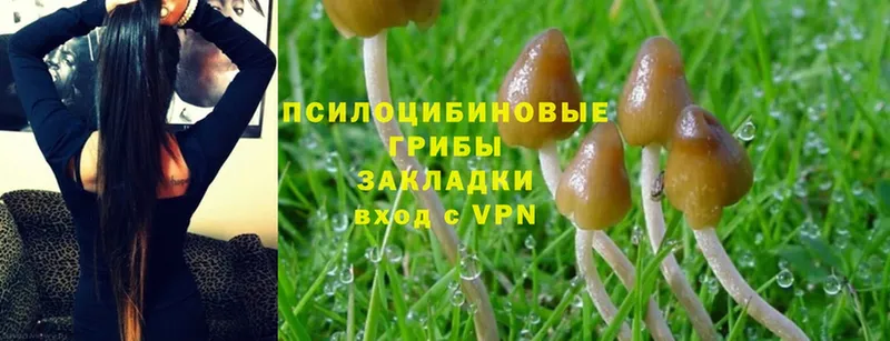 закладка  Югорск  Псилоцибиновые грибы Psilocybe 